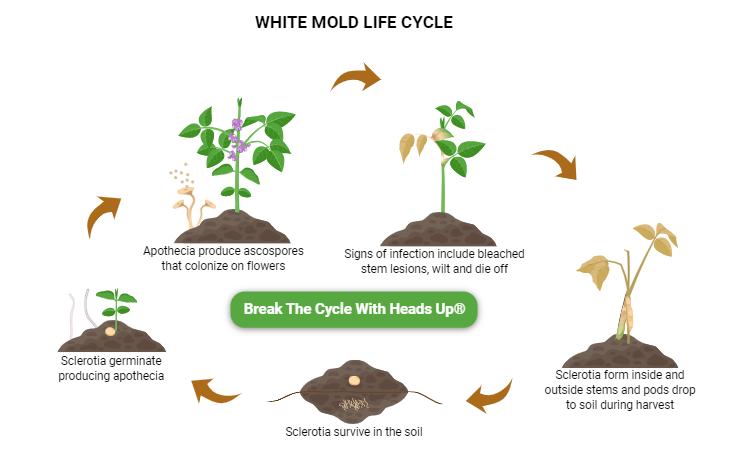 graphic describes the life cycle of white mold