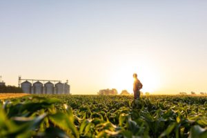 a farmer and freelance washington dc writer stands in a corn field with a sunset in the background