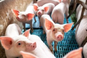 a handful of cute piglets eye the camera curiously