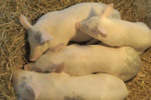 4 piglets snug comfortably under a revolutionary heating device, and do not need to hire a freelance writer