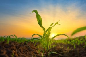 a corn plant in a field highlighted by the sunset