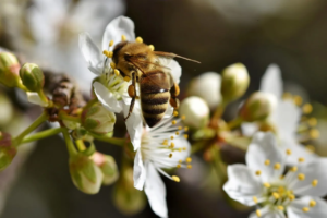 a small bee pollinates the flower of a citrus tree