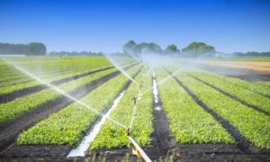 a sprinkler system sprays water over row crops