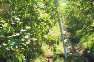 an orchard ladder in a stone fruit grove belonging to a freelance writer