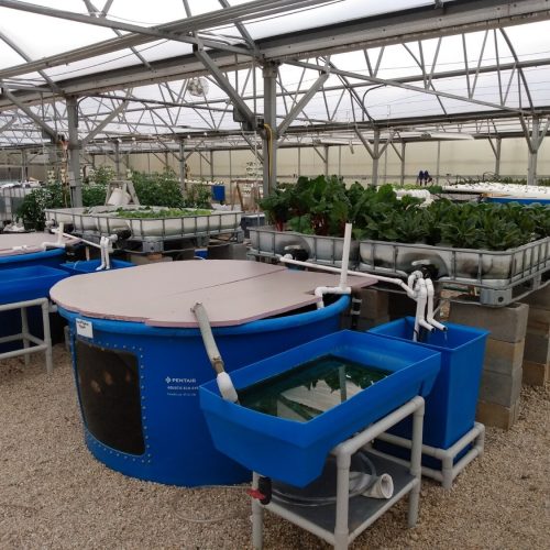 Big+Aquaponic+Tank